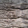 Bark Textures 07
