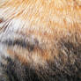 Fur Textures 03