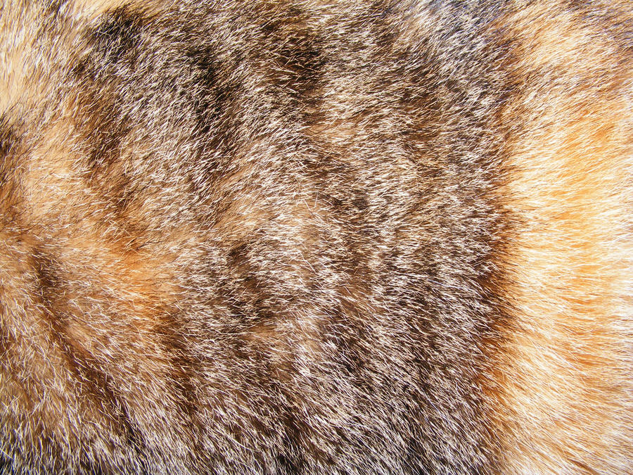 Fur Textures 04
