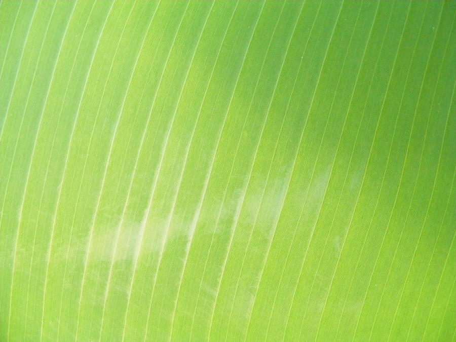 Leaf Texture 01