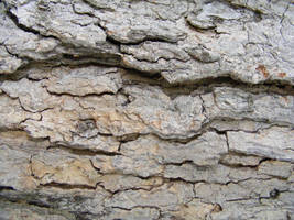 Bark Textures 12