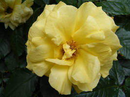 Yellow Rose