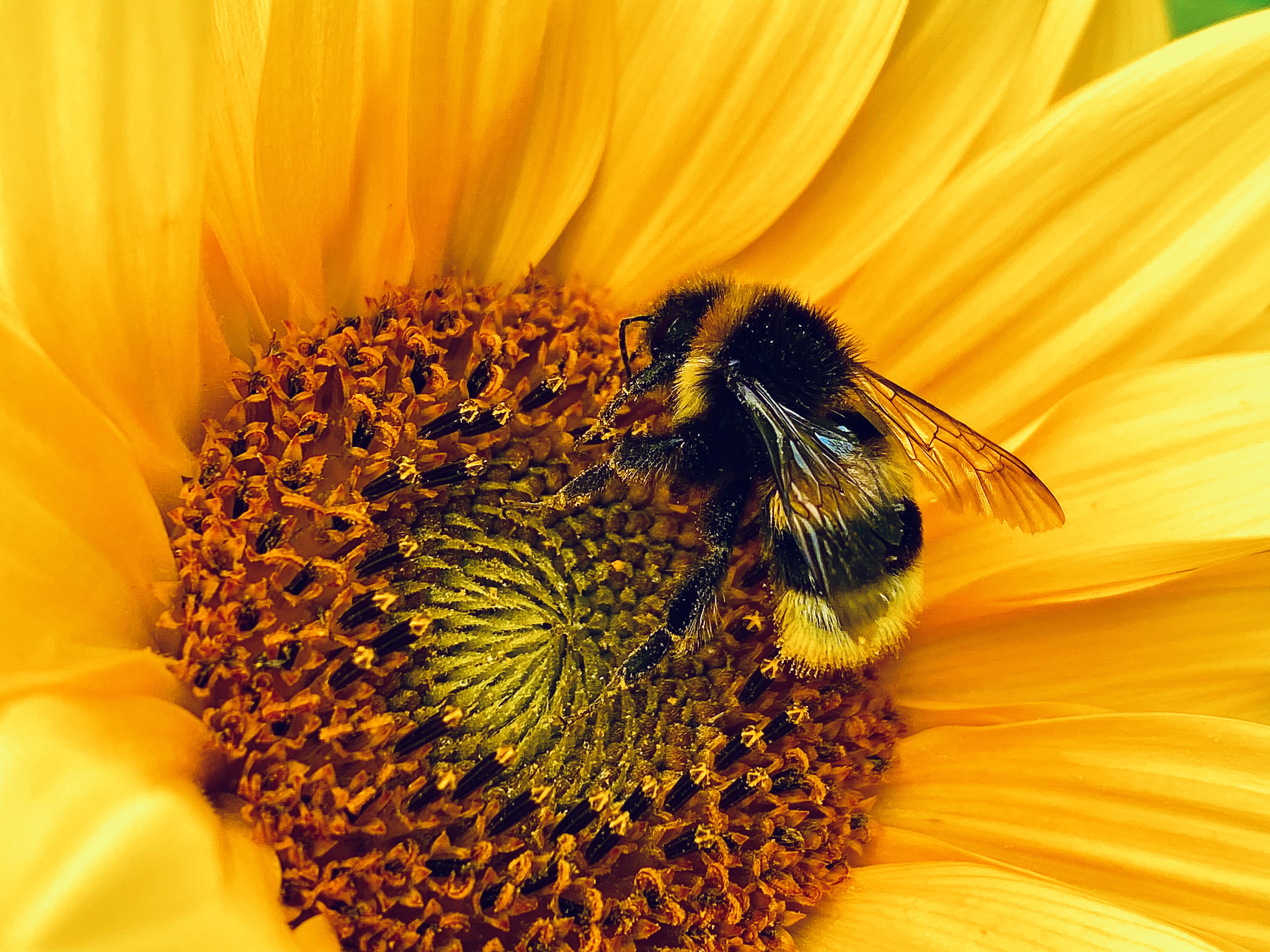 Visit at the Sunflower