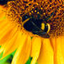 Visit at the Sunflower II