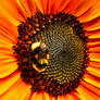 Sunflowers II