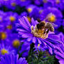 Aster