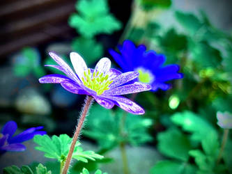 Anemoni