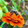 BeeeeeeZzz