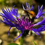 Bombus Muscorum