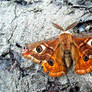 Emperor moth 