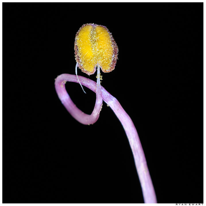 Rubberneck by circumbendibus on DeviantArt