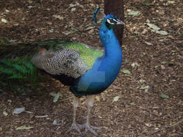 Another peacock? fo' sho'