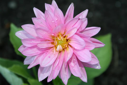 Pink Flower After Rain