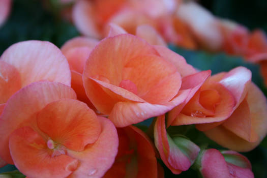 Orange-Pink Flowers After Rain