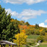 Summer Colours In Country