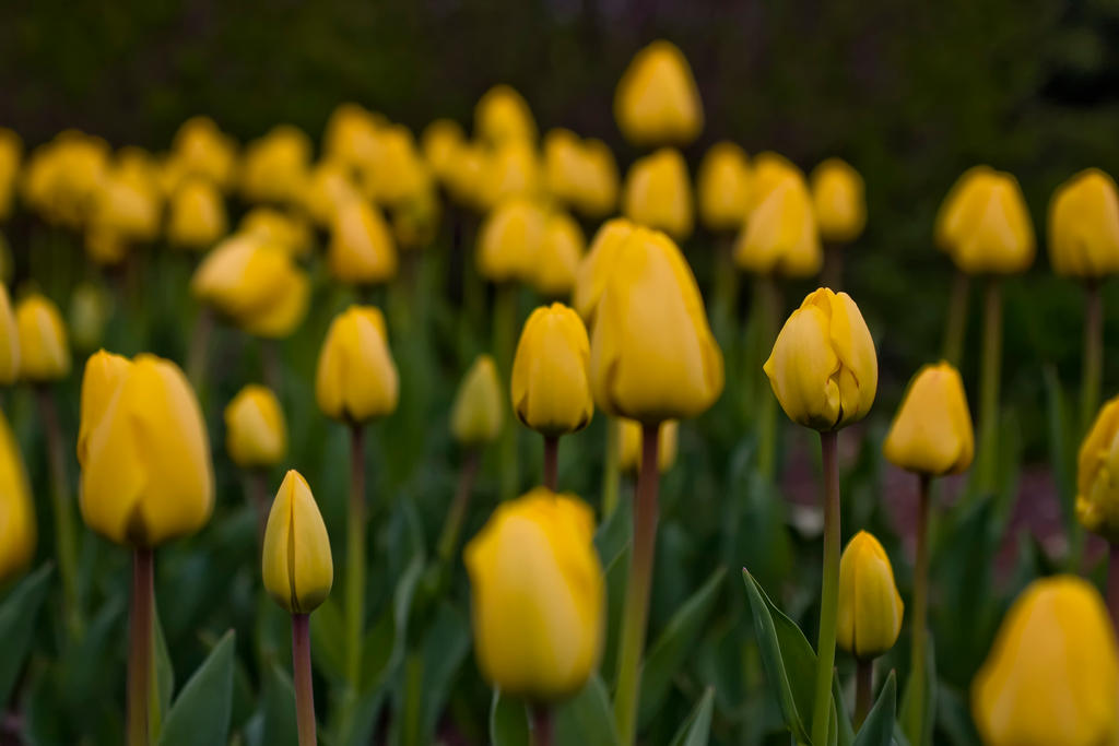 Tulips of 09