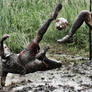 swamp 07