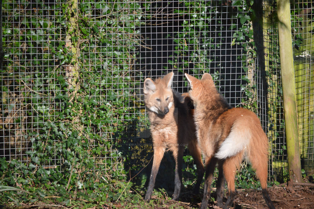 Two Maned Wolves Paignton Zoo Maned Wolves by Drago-Husky on DeviantArt
