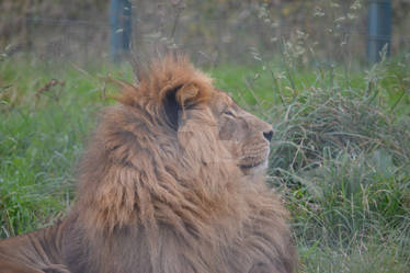 Combe Martin Wildlife and Dino Park African Lion