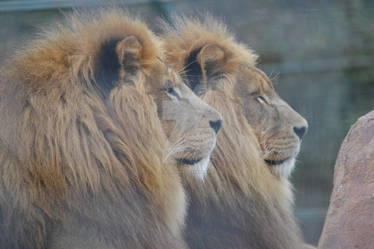 Combe Martin Wildife and Dino Park African Lions