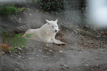 Combe Martin Wildlife Park Hudson Bay Wolf