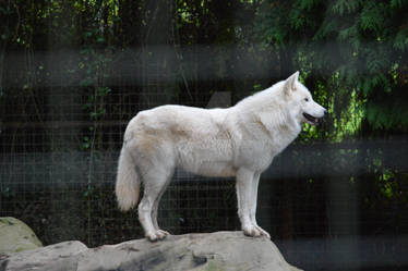 Combe Martin Wildlife Park Hudson Bay Wolf