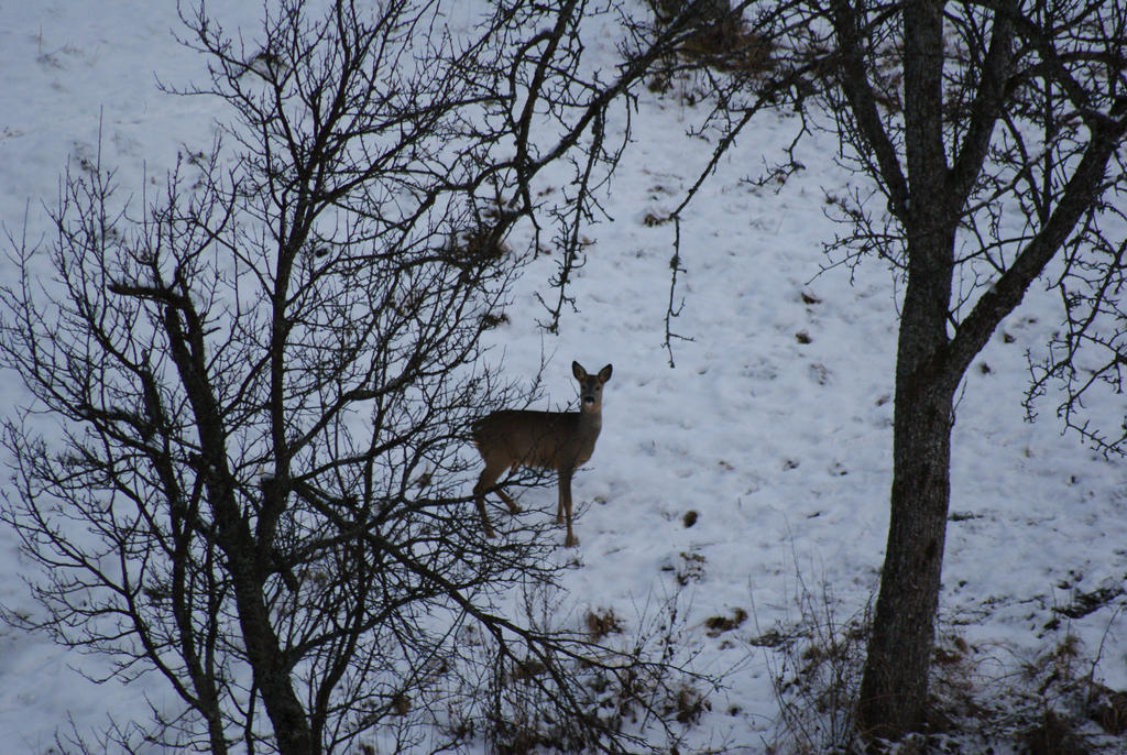 doe in the snow