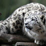 Snow Leopard II