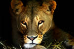 Lion by Vanell-Photography