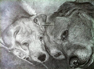 'Father and Son' Golden Labradors - 2013 (Drawing)