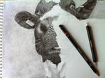 'My Old Cow' WIP - 2013 - (Drawing) by Stevegillettart