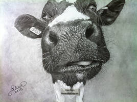 'My Old Cow' - 2013 - (Drawing)