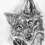 Yipper Coyote- pencil