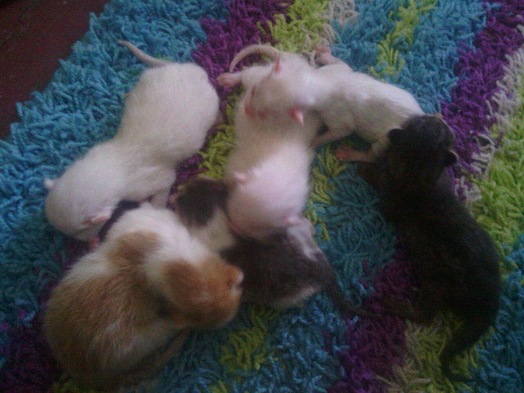 The new kittens 1/3
