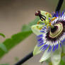 Passion Flower