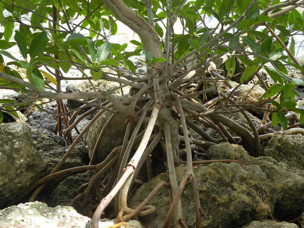 Unique roots by InnerKunoichi on DeviantArt