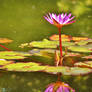 Water lily