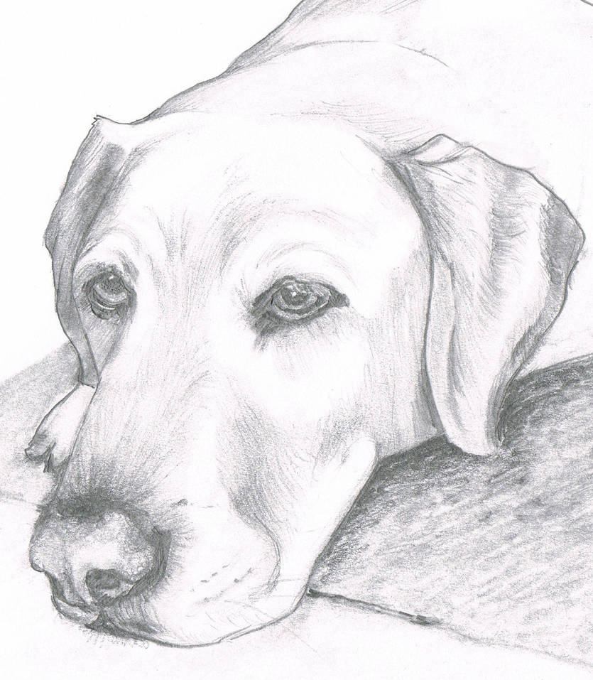Нарисовать животных простым карандашом. Собака карандашом. Собака рисунок карандашом. Рисунок собаки карандашом для срисовки. Рисунок собаки для срисовки.