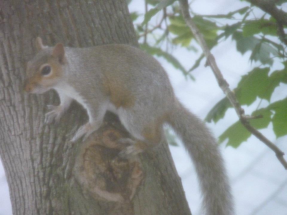 Squirrel Out my Window