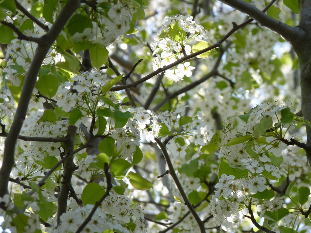 Flowering