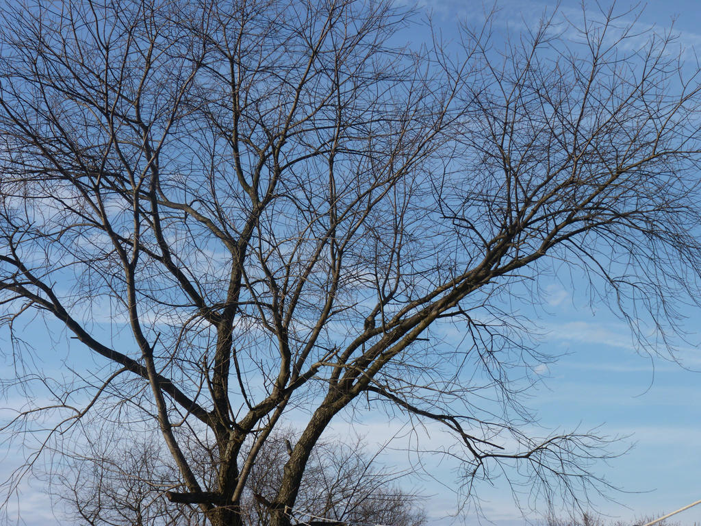 Tree Line