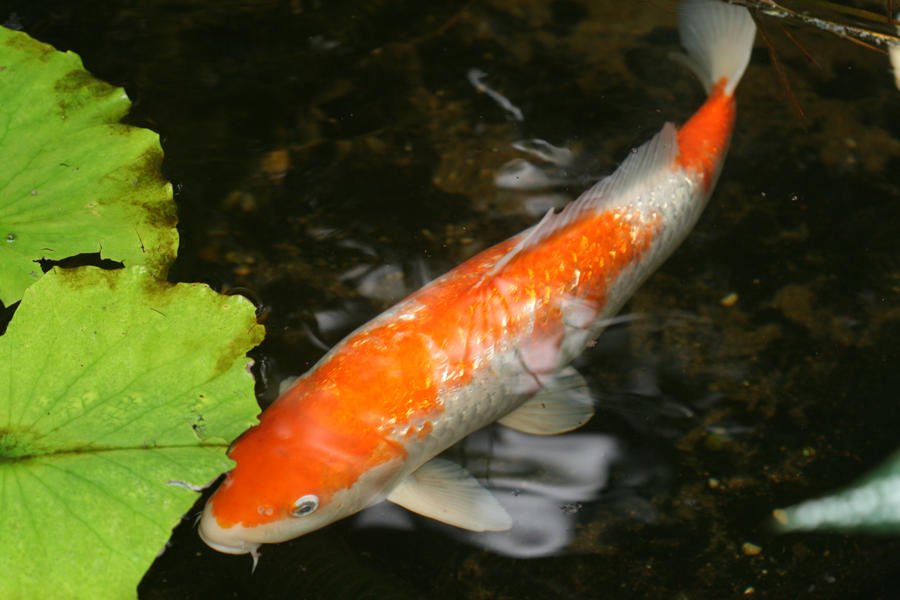 Magic Wings Koi II