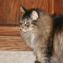 Cody The Maine Coon