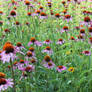 Pink Cone Flowers III