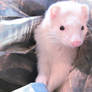 Ferret 2