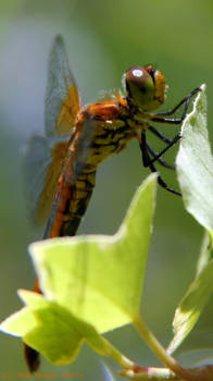 Dragon Fly 1