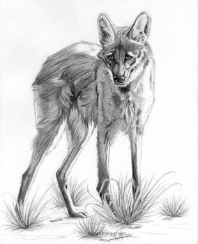 Maned wolf