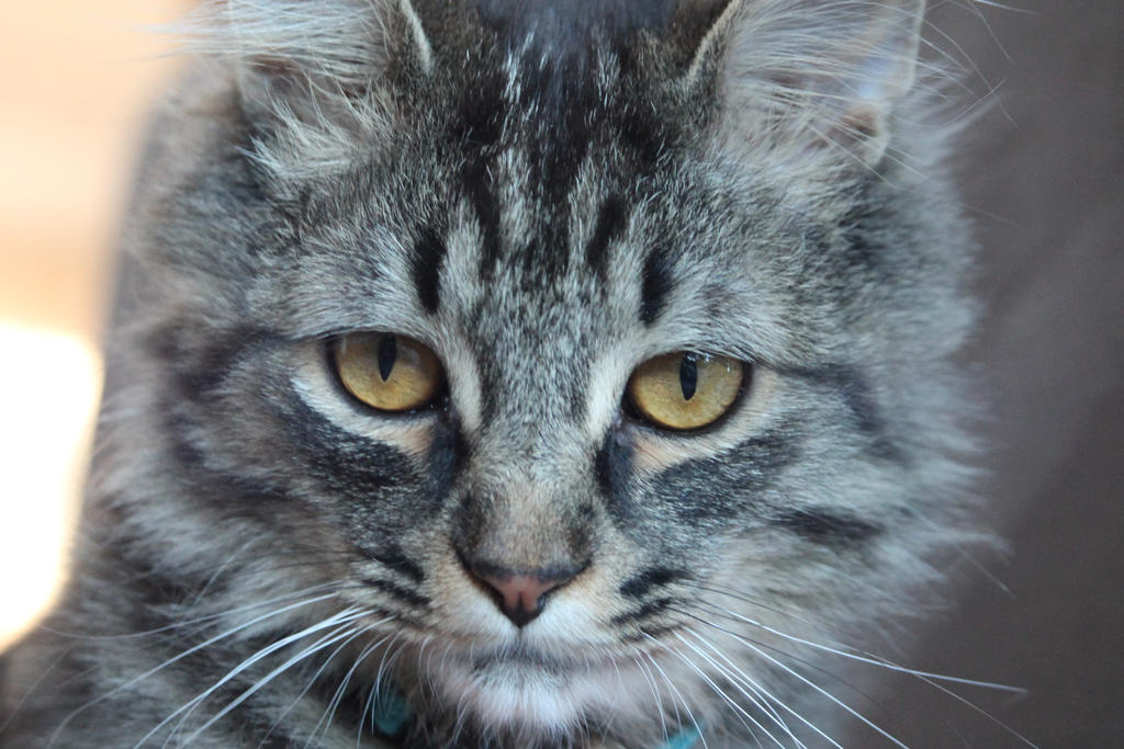 Fergus Kitty Fergus by thekittygoesMEEP on DeviantArt