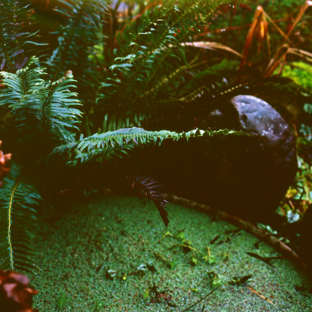 Pond fern