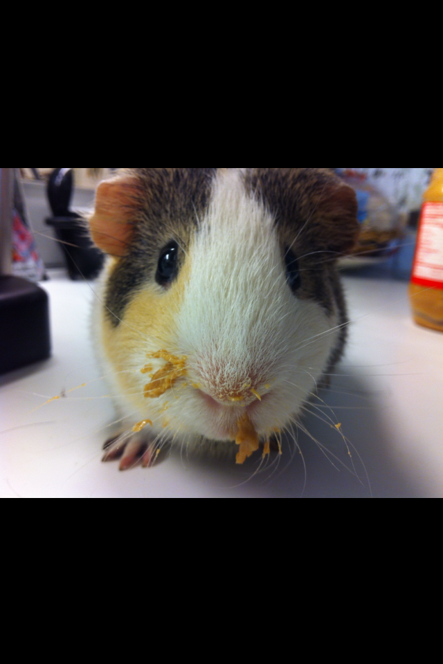 Dynamic Can Guinea Pigs Eat Peanut Butter Picture Collection Dynamic Can Guinea Pigs Eat Peanut Butter Picture Collection